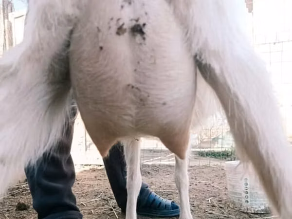 Goat, Goats