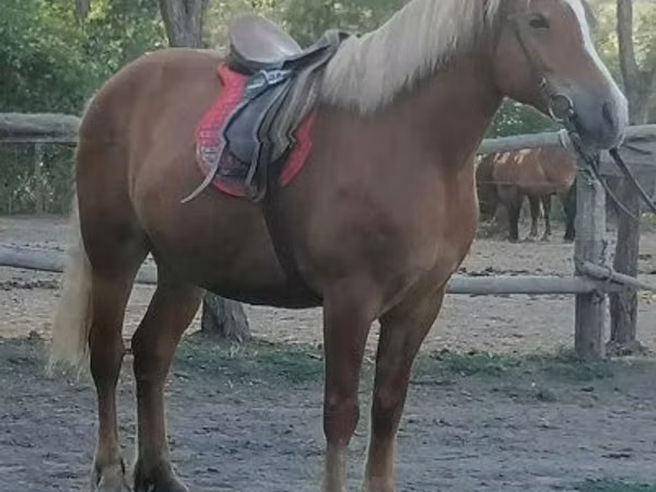 Stute, Haflinger