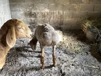 भेड़, Katum sheep — फ़ोटो 4