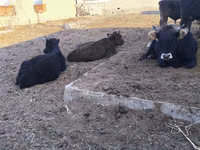 ثور, Russian Black pied cattle — الصورة 2