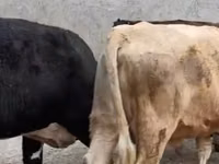 Vaca, Ganado vacuno — foto 1