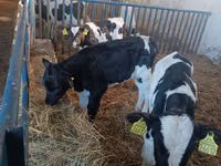 Toro, Russian Black pied cattle — foto 2
