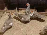 Ducks — الصورة 6