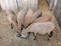 Oveja, Cameroon sheep — foto 3