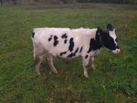 गाय, Russian Black pied cattle — फ़ोटो 4