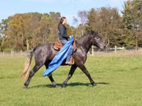 Hengst, Hunter — Foto 6