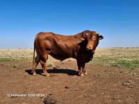 Bull, Bifmaster — photo 3
