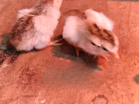 Guinea fowl — foto 2