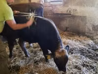 Bull, Brown Carpathian breed — photo 6