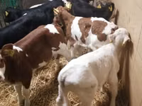 Cattle (batch, sex not specified), Simmental cattle — photo 8