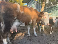 بقرة, Simmental cattle — الصورة 4
