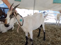 母山羊, Saanen goat — 照片 4