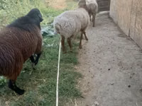 Widder, Rhon sheep — Foto 2