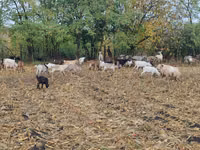 Ziege, Ziegen — Foto 5