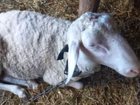 Carnero, Awassi sheep — foto 3