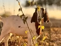 बकरी, Boer goat — फ़ोटो 6