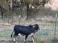 Vaca, Brahman — foto 8