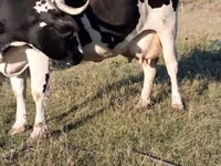 Vaca, Raza de vaca — foto 2