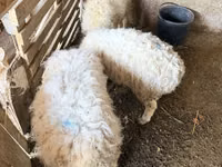 Ram, Sheep — photo 3