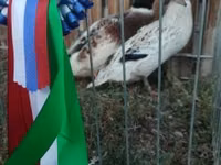 Ducks — Foto 1