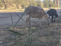 भेड़, Afghan Arabi sheep — फ़ोटो 7