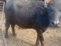 Vaca, Búfalo Africano — foto 2