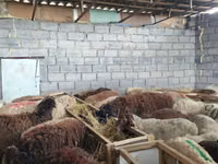 Schaf, Beulah Speckled face sheep — Foto 4