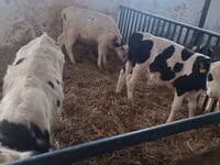 ثور, Russian Black pied cattle — الصورة 8