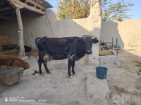 Vaca, Ganado vacuno — foto 2