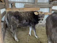 Bull, Alatau breed — photo 2