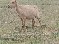 公山羊, Alpine goat — 照片 1