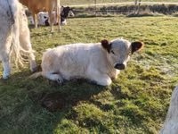 Bulle, Galloway-Rind — Foto 2