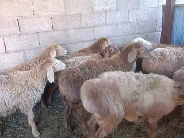 母羊, Arashan sheep