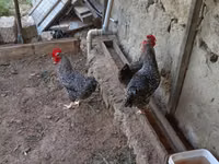 Gallina eslovena barrada — foto 1