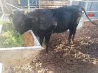 Toro, Ganado vacuno — foto 1