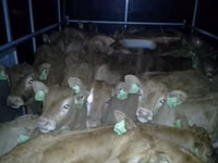 Toro, Vaca Limousin — foto 5