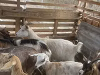 Billy Goat, Goats — photo 7