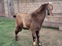 Ziegenbock, Nubian Goat — Foto 2