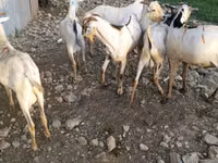 Billy Goat, Goats — photo 5