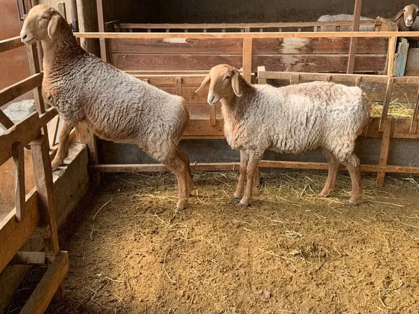 Schaf, Hissar sheep