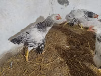 Chickens — Foto 3