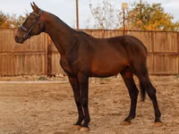 حصان, Holstein — الصورة 2