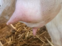 Ziege, Ziegen — Foto 6