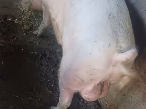 Boar, 