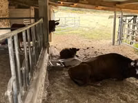 Cow, Dexter — photo 3