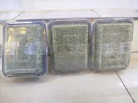 Azolla Seeds - 2000ml — फ़ोटो 4