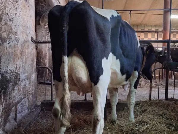 Cow, Holstein breed