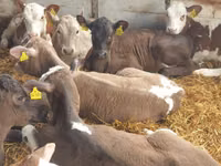 Cattle (batch, sex not specified), Cattle — photo 4