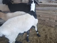 Widder, Rhon sheep — Foto 3