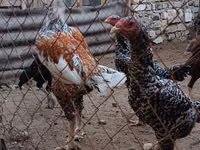 بليموث روك — الصورة 2